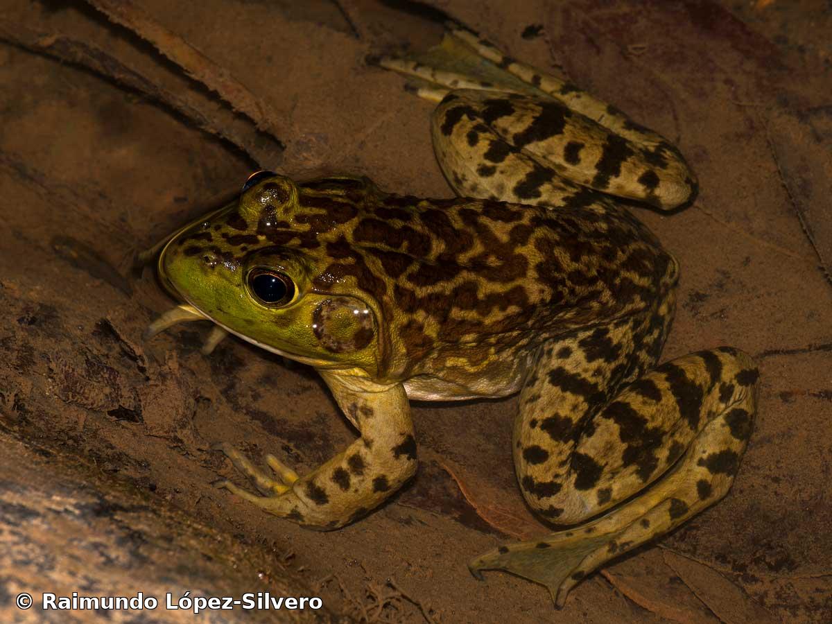 Aquarana catesbeiana (Shaw, 1802)