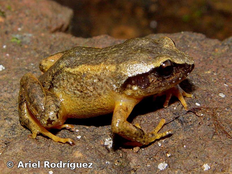 Eleutherodactylus albipes Barbour and Schreve, 1937