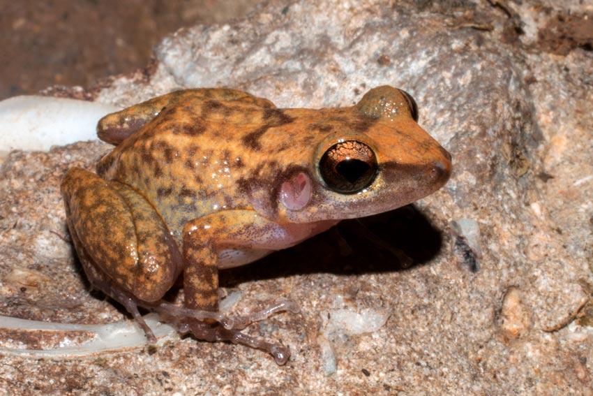 Eleutherodactylus blairhedgesi Estrada, Díaz y Rodríguez, 1997