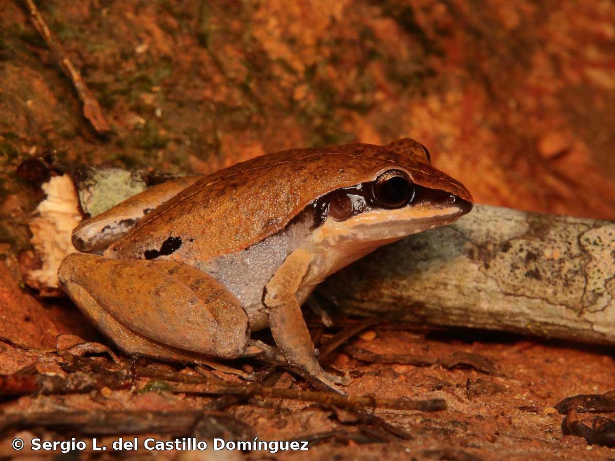 Eleutherodactylus dimidiatus (Cope, 1862)