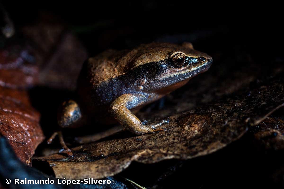 Eleutherodactylus emiliae Dunn, 1926