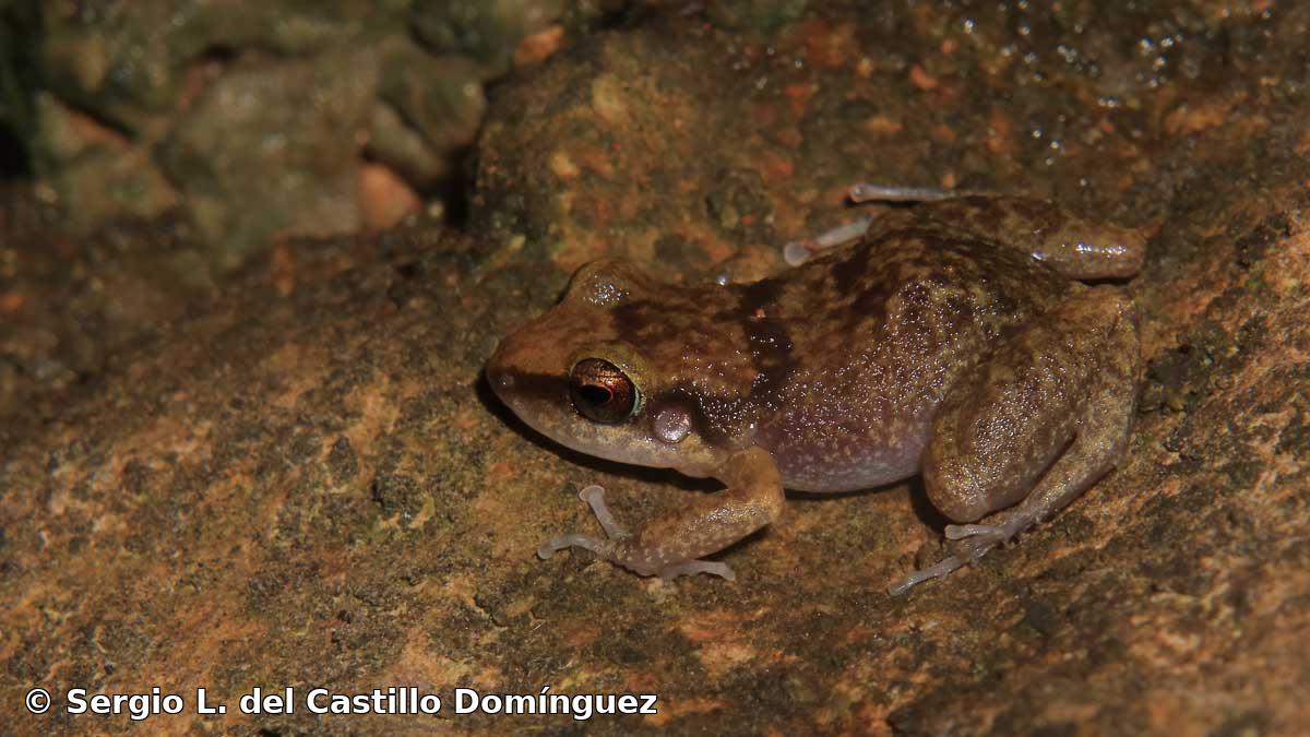 Eleutherodactylus etheridgei Schwartz, 1958