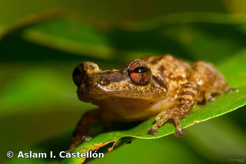 Eleutherodactylus ionthus Schwartz, 1960