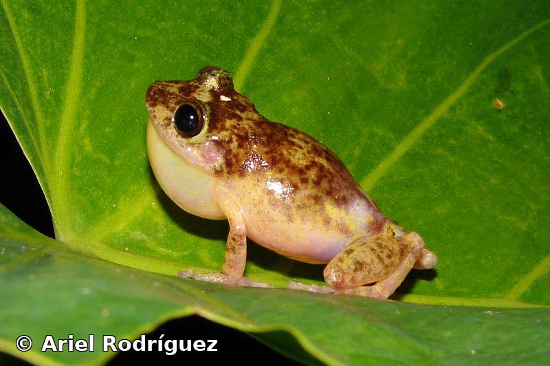 Eleutherodactylus leberi Schwartz, 1965