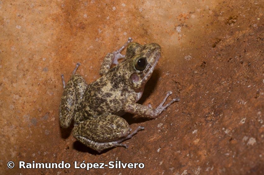Eleutherodactylus pinarensis Dunn, 1926
