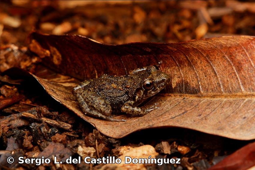 Eleutherodactylus planirostris (Cope, 1862)