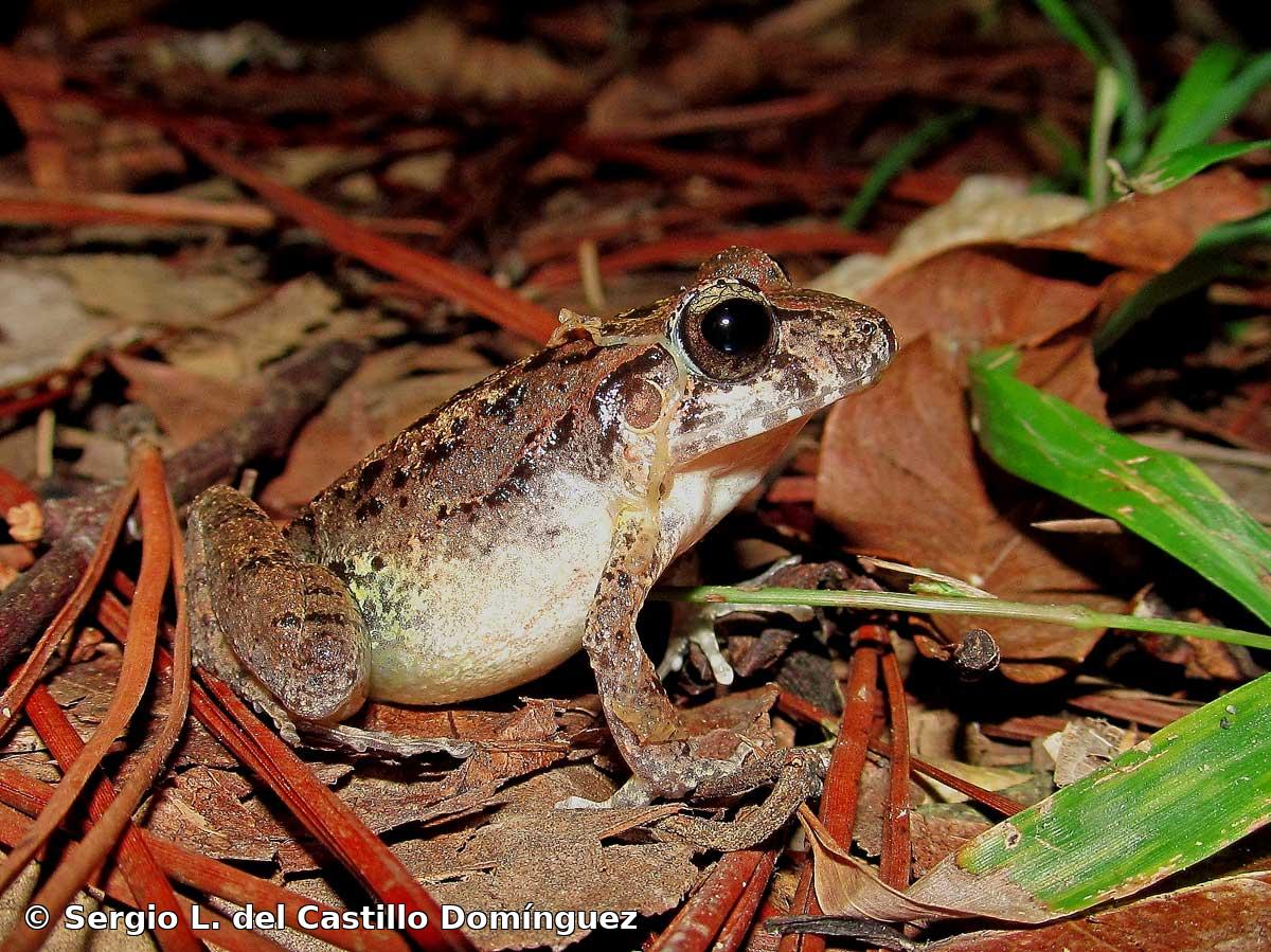Eleutherodactylus riparius Estrada y Hedges, 1998