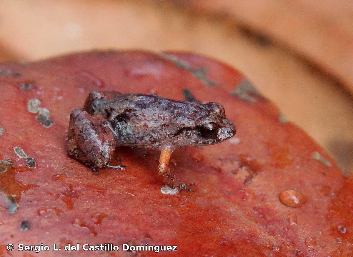 Eleutherodactylus tetajulia Estrada y Hedges, 1996