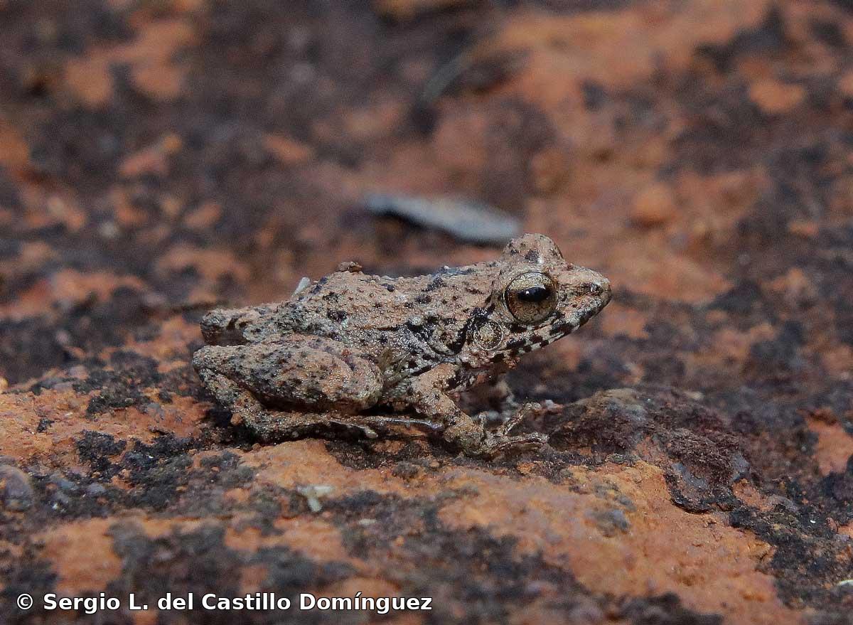 Eleutherodactylus toa Estrada y Hedges, 1991