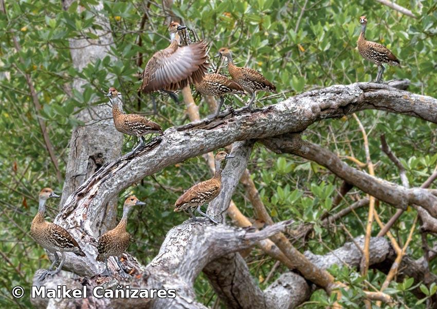 Dendrocygna arborea (Linnaeus, 1758)