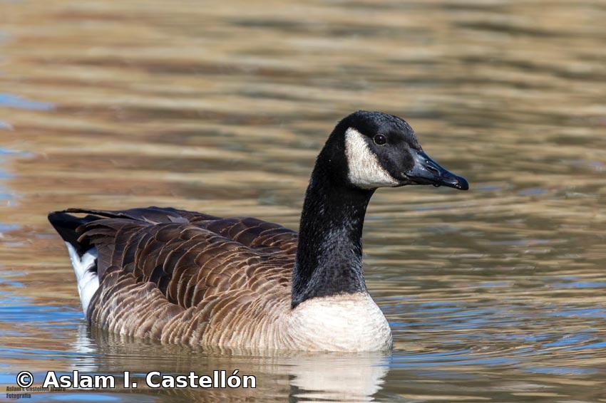 Branta canadensis (Linnaeus, 1758)