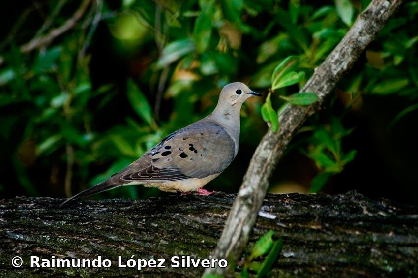 Zenaida macroura (Linnaeus, 1758)