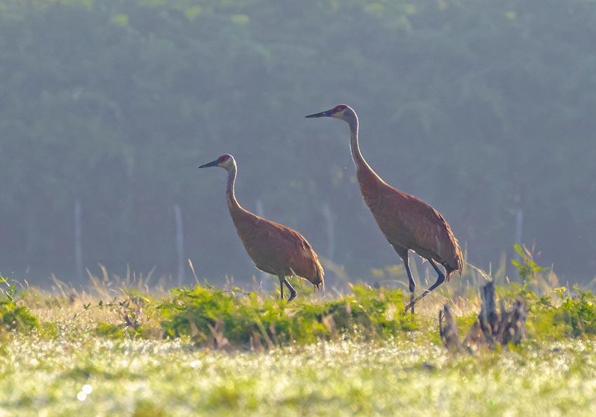 Antigone canadensis (Linnaeus, 1758)