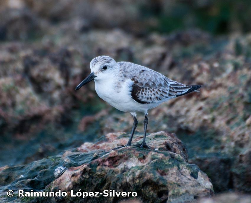 Calidris alba (Pallas, 1764)