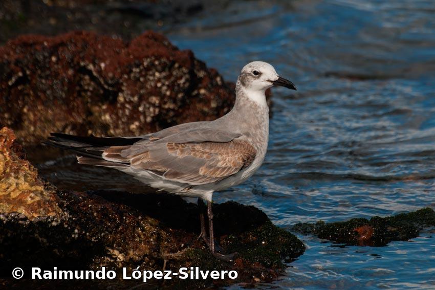 Leucophaeus atricilla (Linnaeus, 1758)