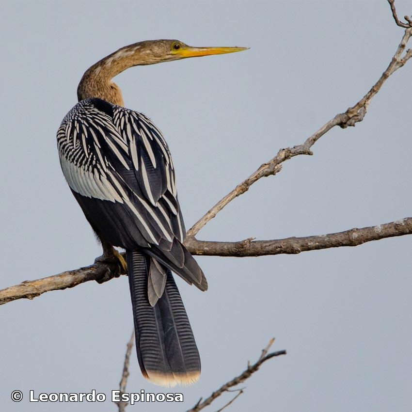 Anhinga anhinga (Linnaeus, 1766)