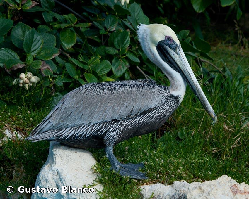 Pelecanus occidentalis Linnaeus, 1766