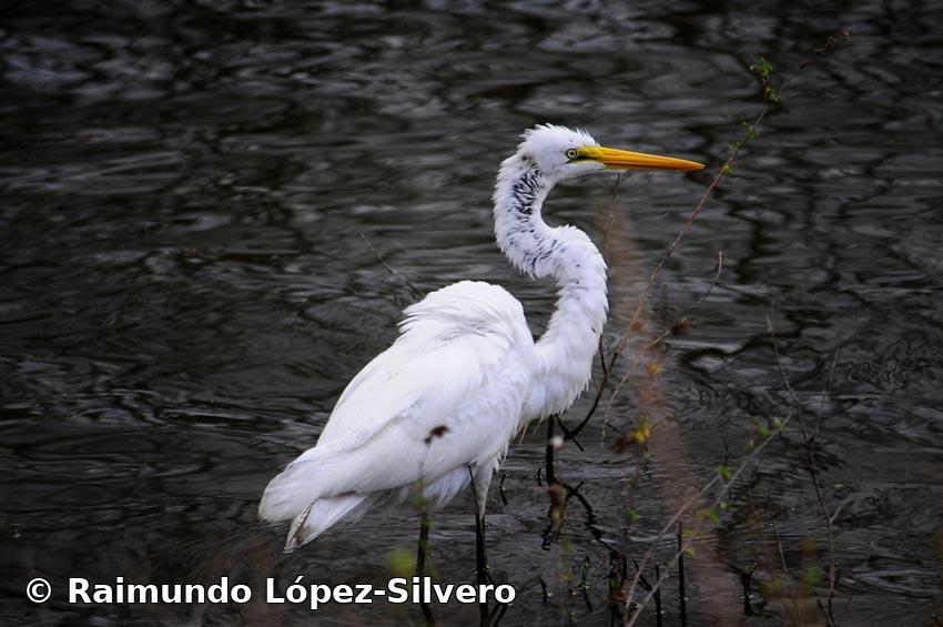 Ardea alba Linnaeus, 1758