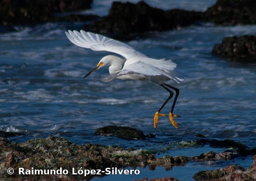 Egretta thula (Molina, 1782)