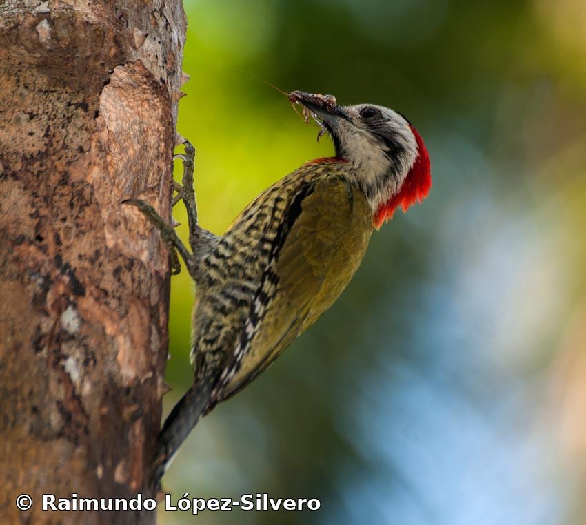 Xiphidiopicus percussus (Temminck, 1826)