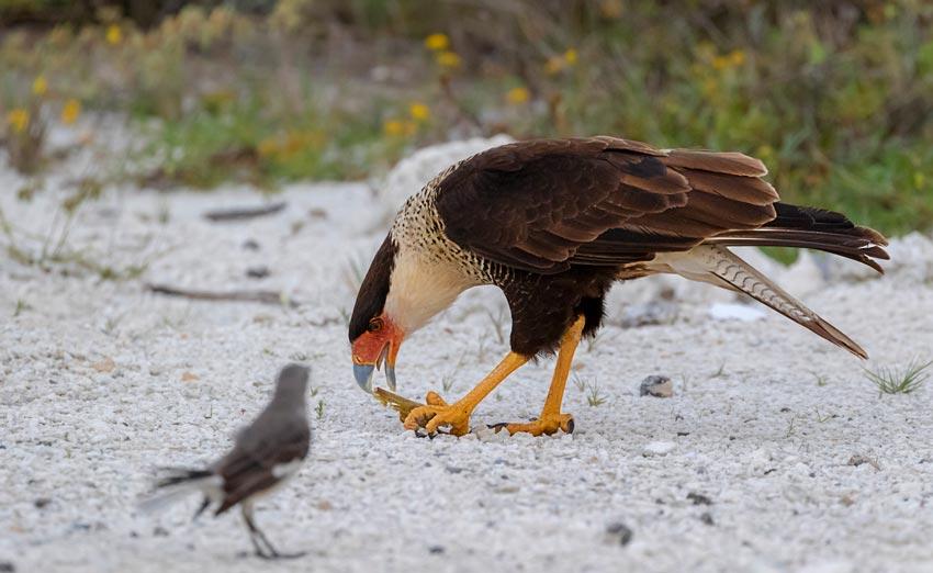 Caracara plancus (J. F. Miller, 1777)