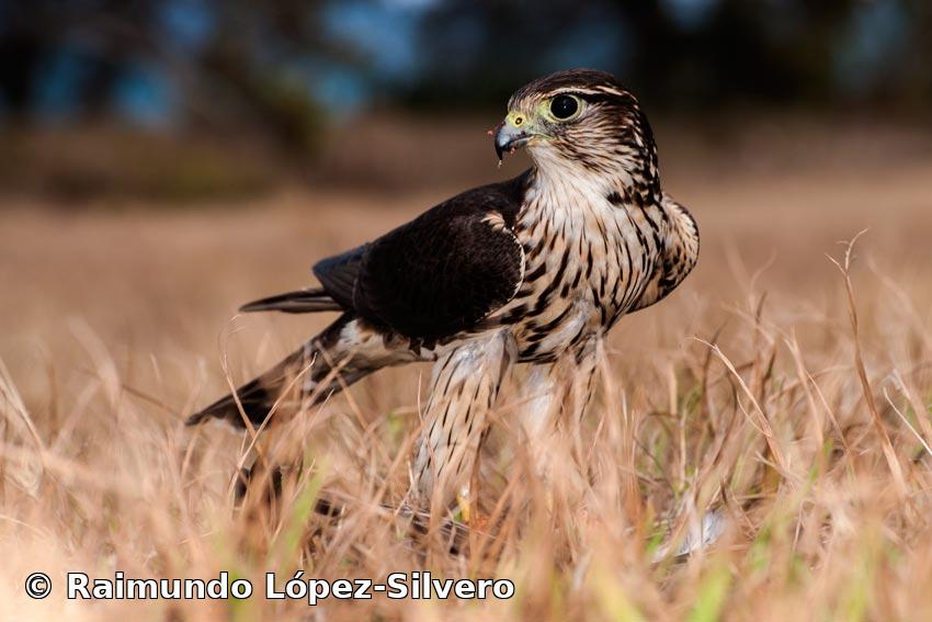 Falco columbarius Linnaeus, 1758
