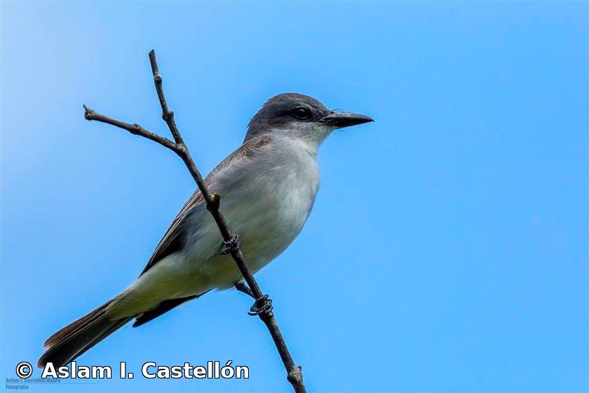Tyrannus dominicensis (Gmelin, 1788)
