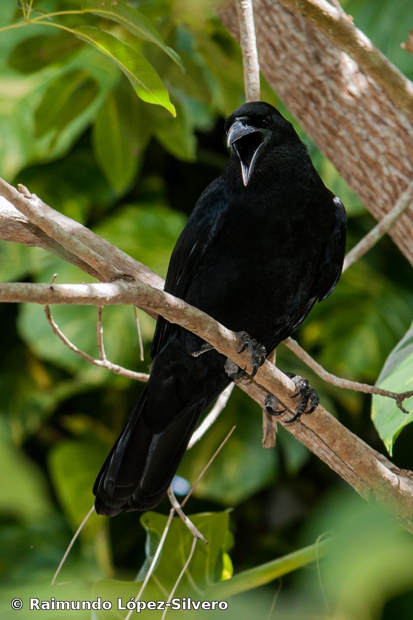 Corvus nasicus Temminck, 1826