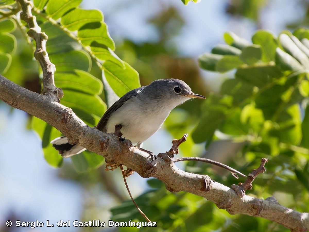 Polioptila caerulea (Linnaeus, 1766)