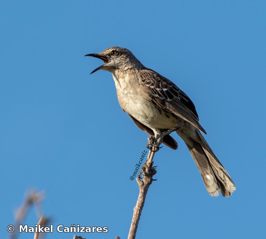 Mimus gundlachii Cabanis, 1855