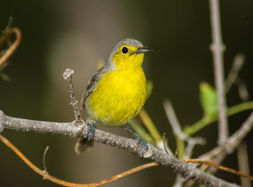 Teretistris fornsi Gundlach, 1858