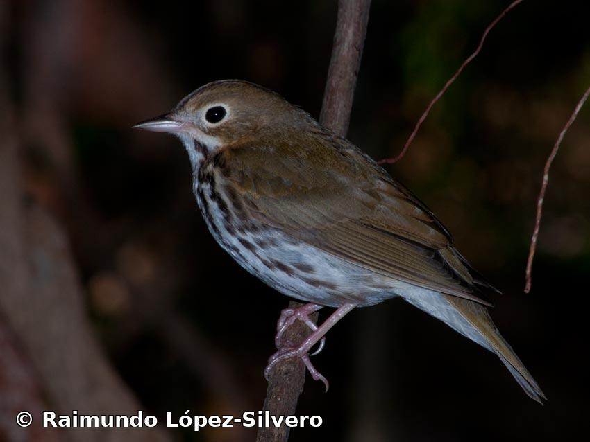 Seiurus aurocapilla (Linnaeus, 1766)