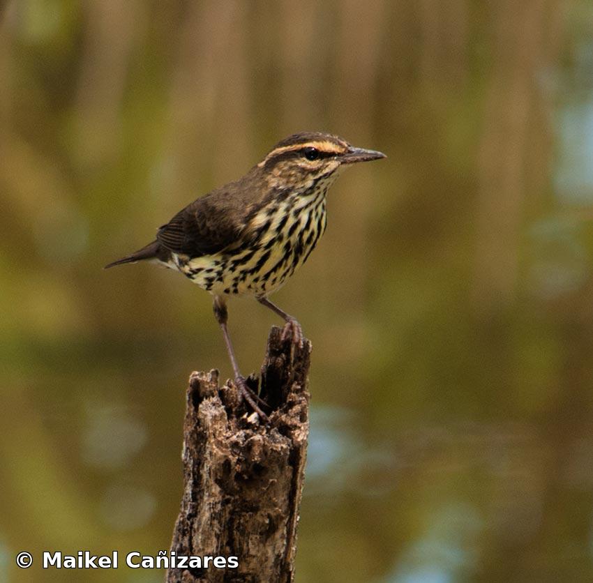 Parkesia noveboracensis (J. F. Gmelin, 1789)