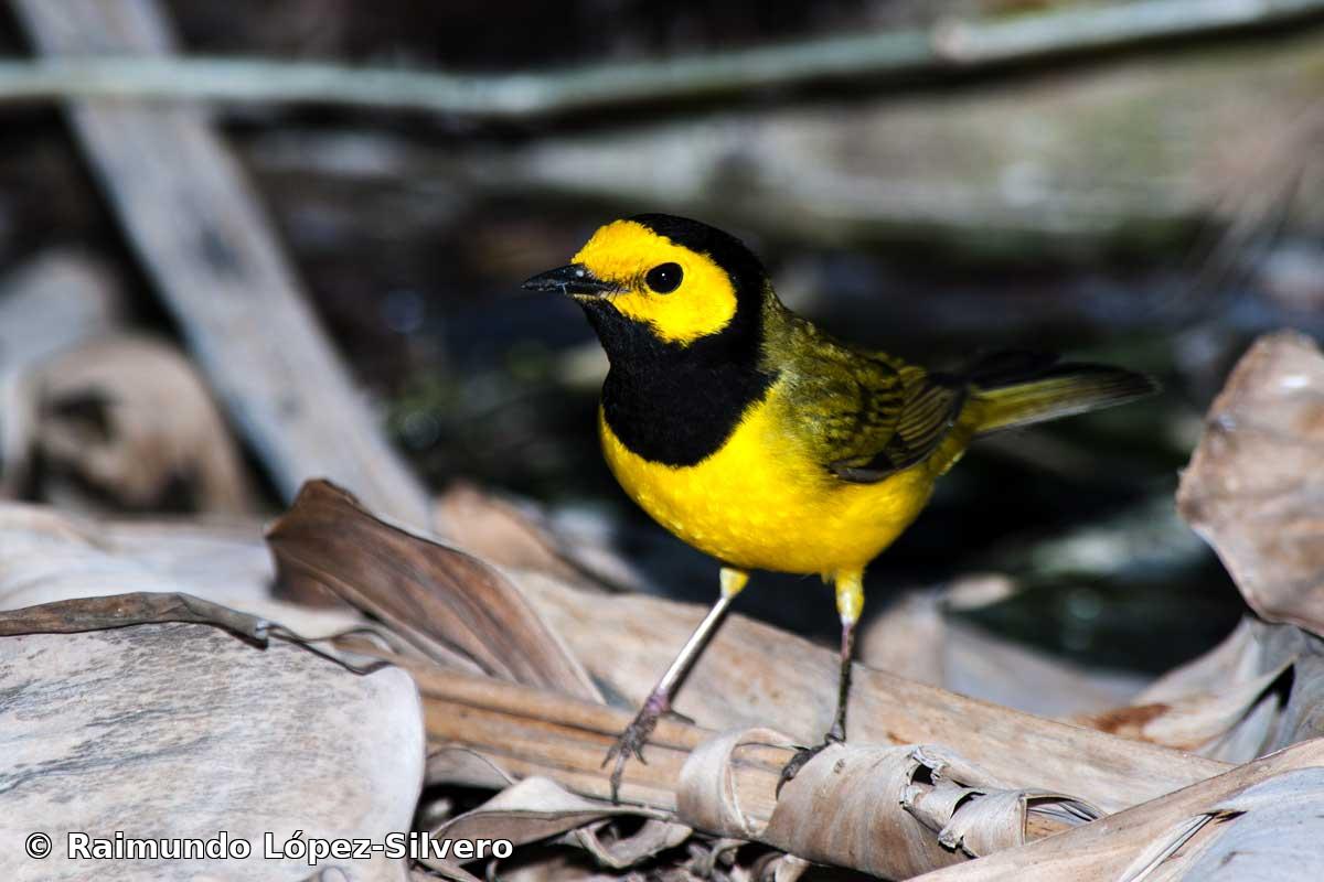 Setophaga citrina (Boddaert, 1783)