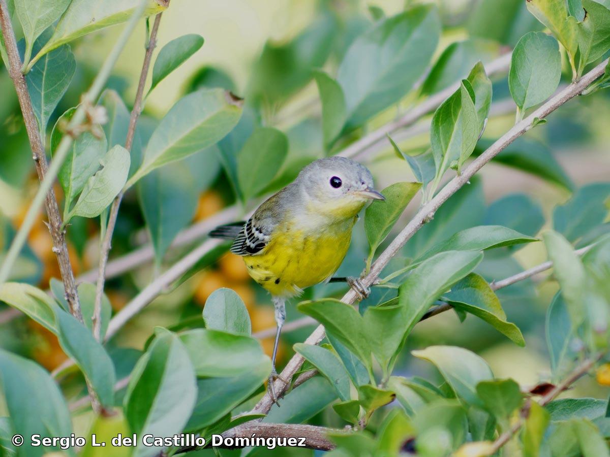 Setophaga magnolia (A. Wilson, 1811)