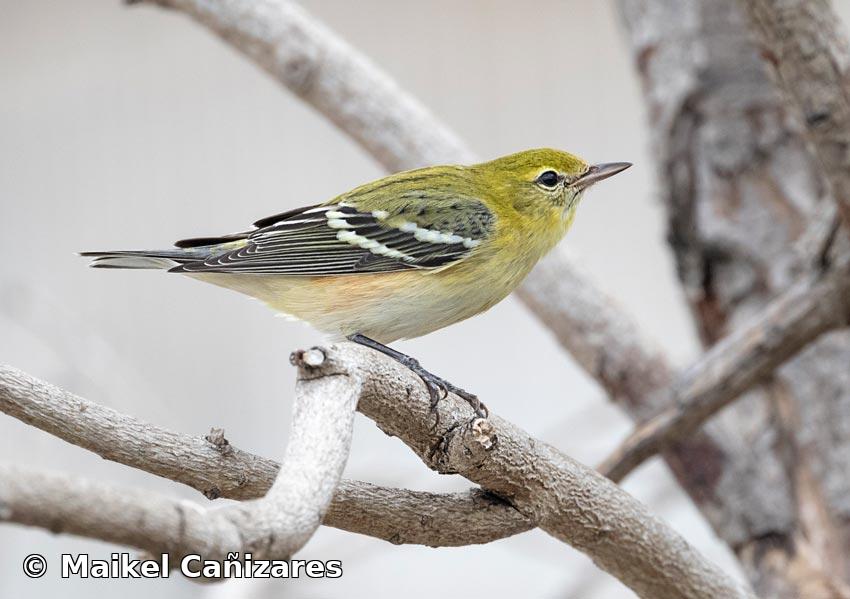Setophaga castanea (A. Wilson, 1810)