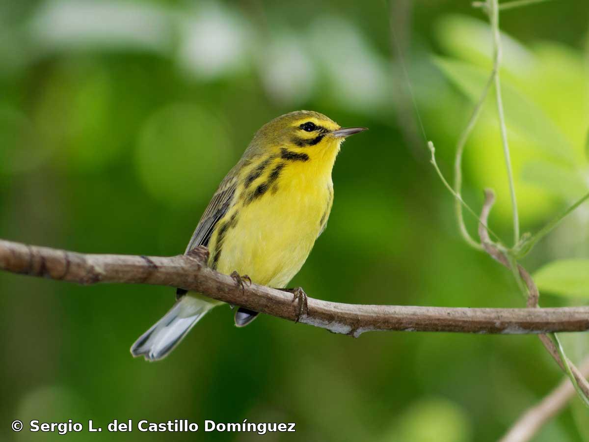 Setophaga discolor (Vieillot, 1809)