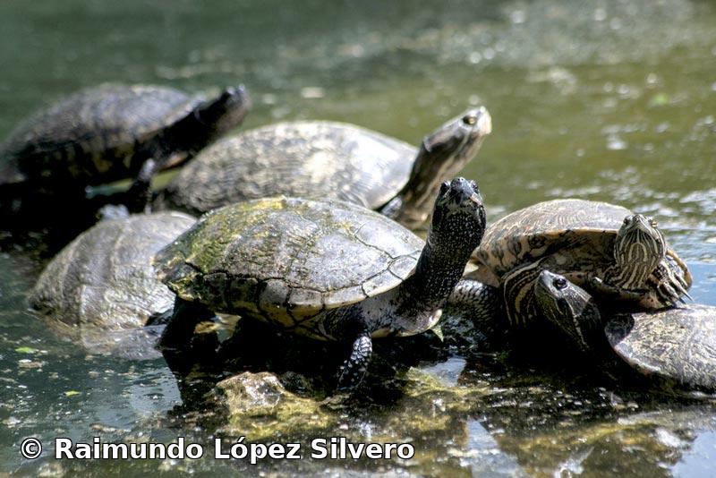 Trachemys decussata (Gray, 1831)