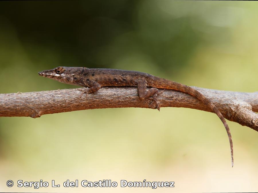 Anolis alayoni Estrada y Hedges, 1995