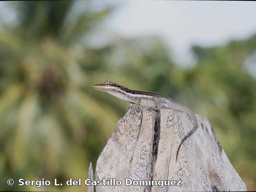 Anolis angusticeps Hallowell, 1856
