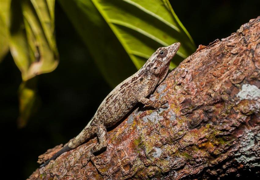 Anolis argillaceus Cope, 1862