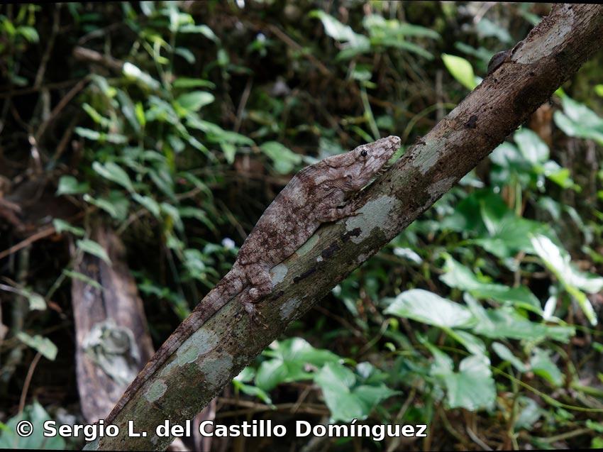 Anolis barbatus (Garrido, 1982)