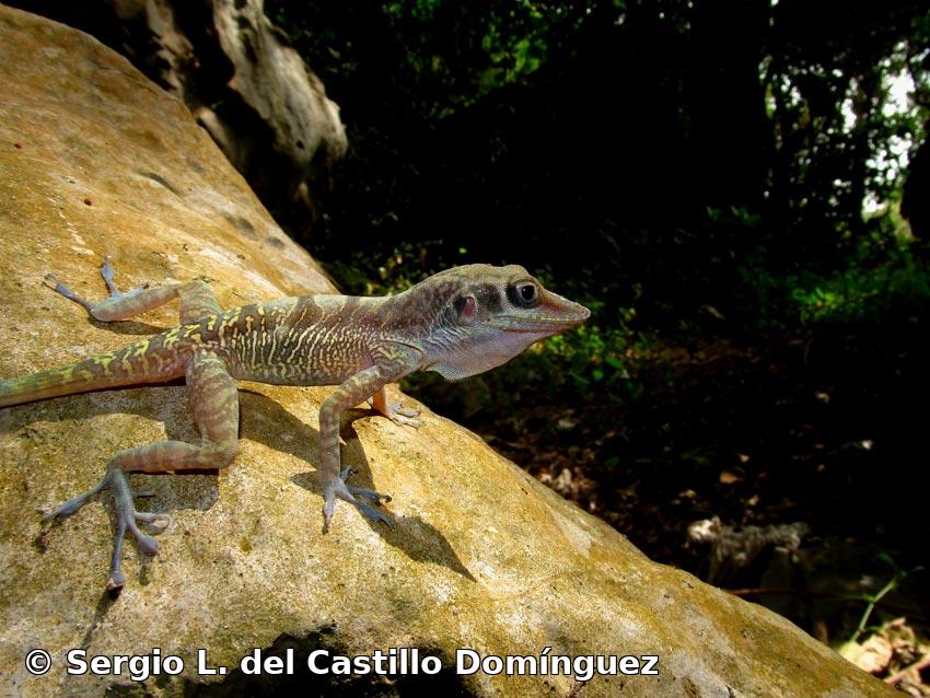 Anolis bartschi (Cochran, 1928)