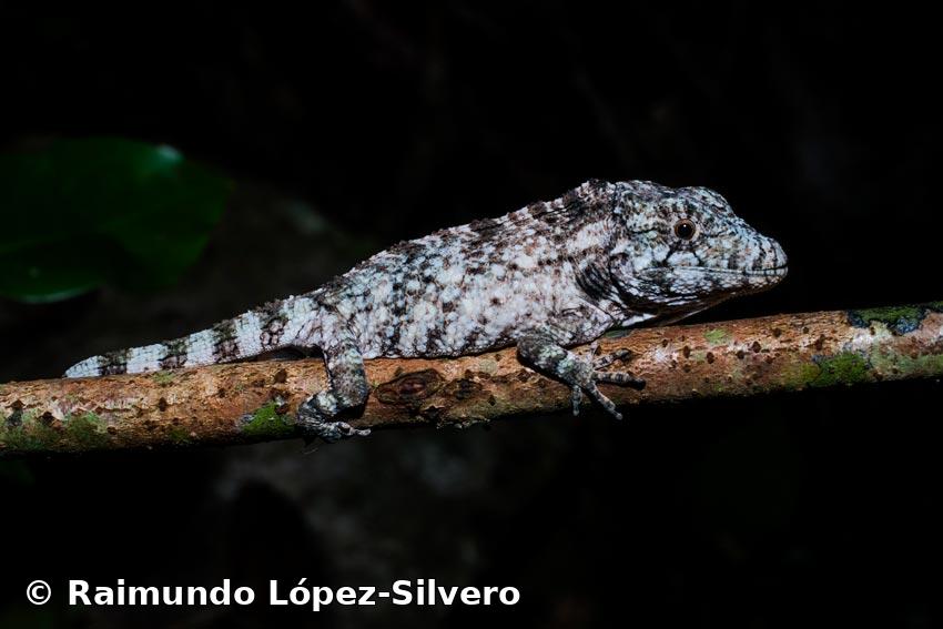 Anolis chamaeleonides Duméril y Bibron, 1837