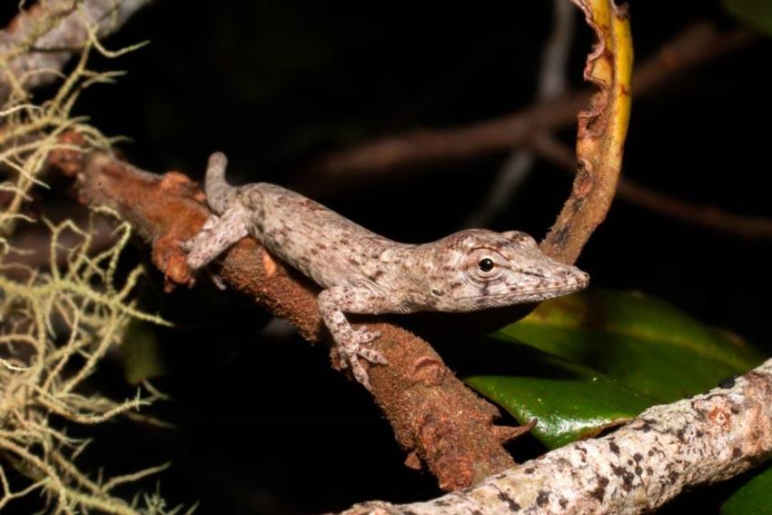Anolis garridoi Díaz, Estrada y Moreno, 1996
