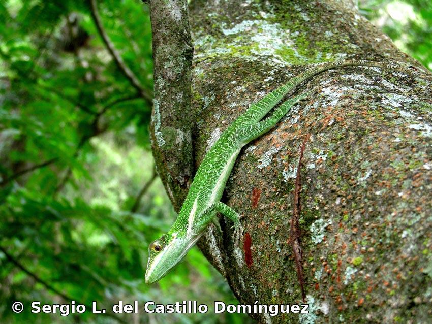 Anolis luteogularis Noble y Hassler, 1935