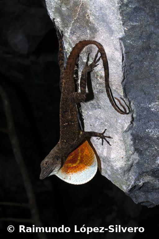 Anolis mestrei Barbour y Ramsden, 1919