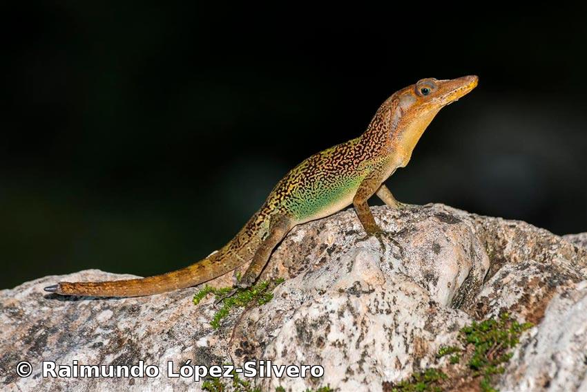 Anolis vermiculatus Duméril y Bibron, 1837