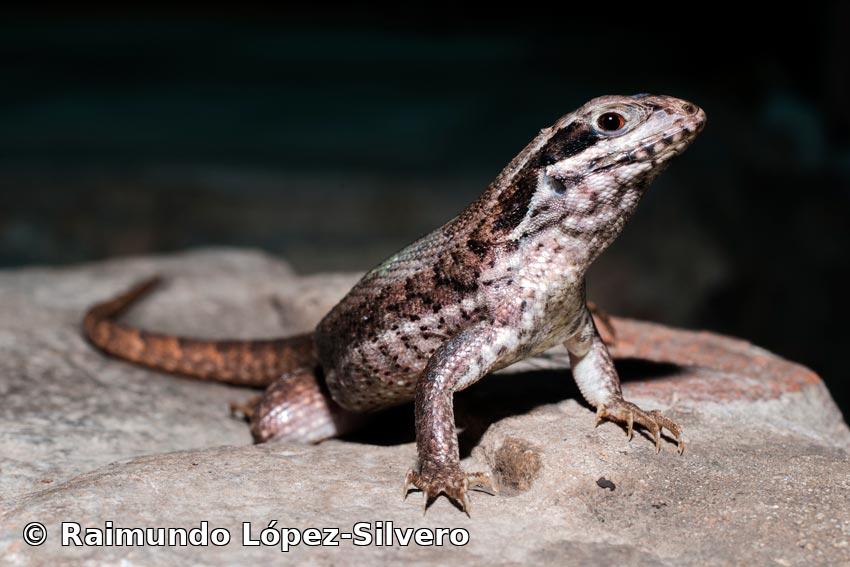 Leiocephalus cubensis (Gray, 1840)