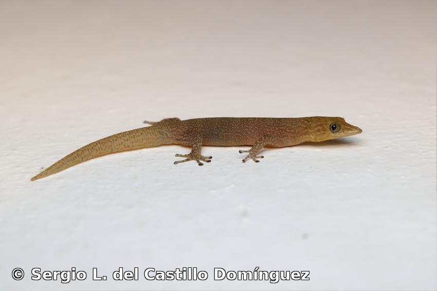 Sphaerodactylus elegans MacLeay, 1834